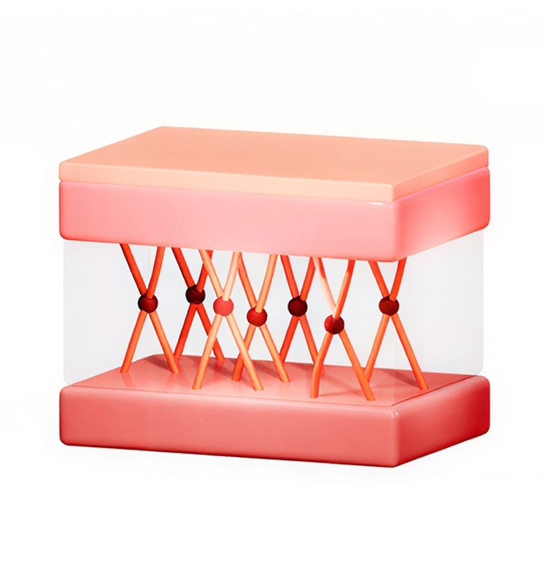 STEP 3. 진피 밀도 및 두께 회복